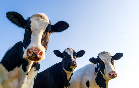 Feeding cattle seaweed reduces their greenhouse gas emissions 82 percent