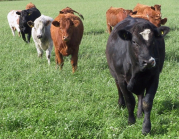 Feeding the Future with Beef Cattle – a Sustainable Approach to Responsible Food Production