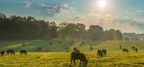 Feeding the Future with Beef Cattle – a Sustainable Approach to Responsible Food Production