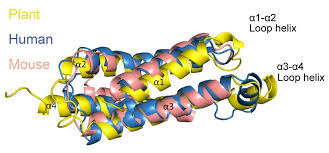 For plant and animal immune systems the similarities go beyond sensing