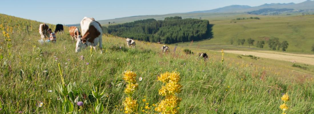 Forage system is the key driver of mountain milk specificity