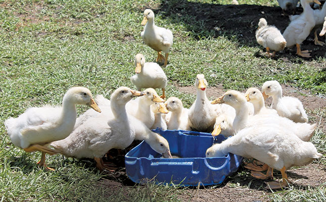 Free-range duck farming in KZN Why less is more