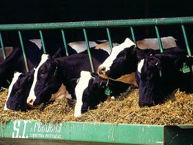 Functional Feeds and Matters of Taste Research Insights on Feed and Palatability for Ruminants