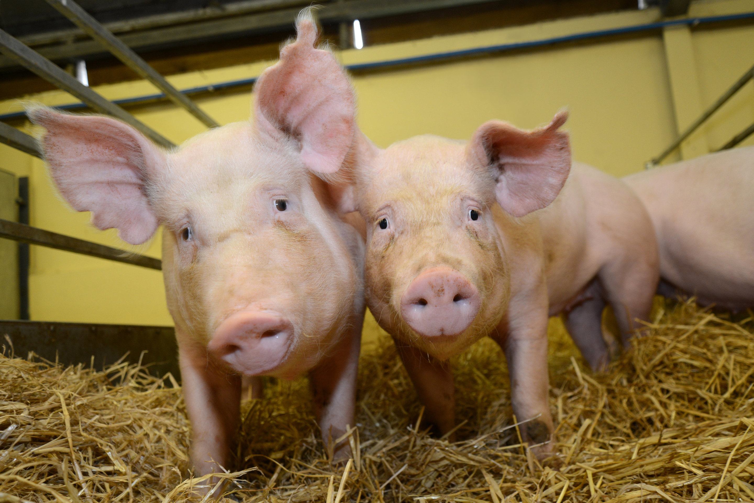 Gene-edited pigs are resistant to billion-dollar virus