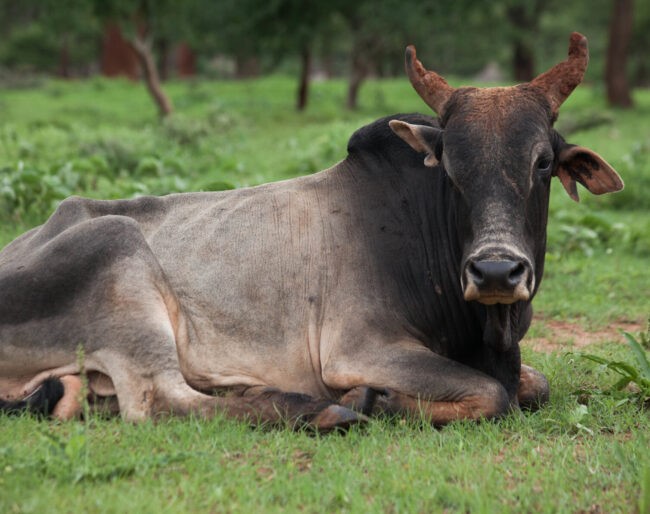 Genetic finding could help beat fatal African cattle infection