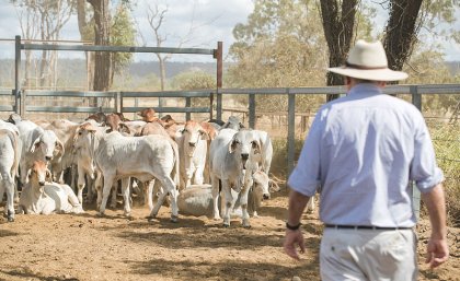 Genetic link between cattle temperament and autism