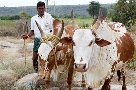 Genome technology is blueprint to more productive herds