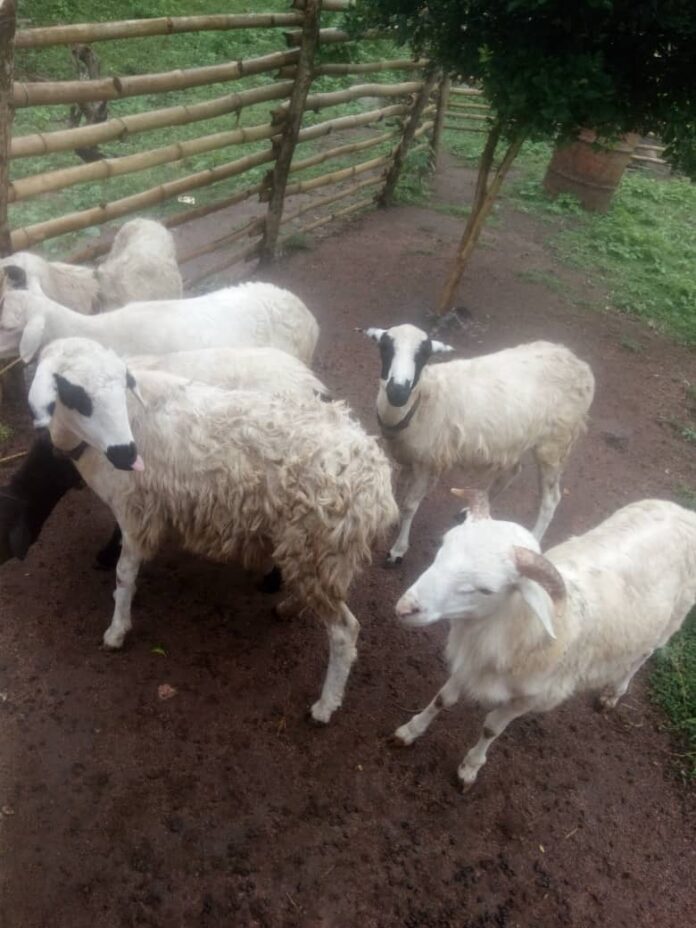 Gestation in Ewes – Nutrition and Health Management