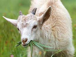 Goat milk formula could benefit infant gut health