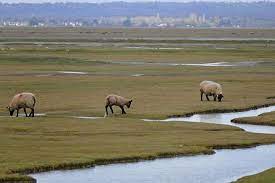 Grazing management of salt marshes contributes to coastal defense