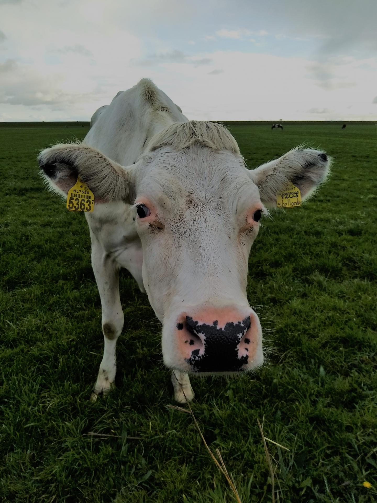 Grazing management of salt marshes contributes to coastal defense