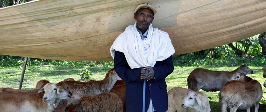 Grooming Ethiopia’s Livestock Industry for Export