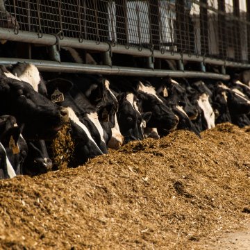 HOW AGRONOMY NEEDS TO DIFFER FOR DAIRY OPERATIONS