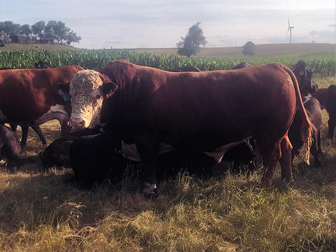 Handling bulls safely