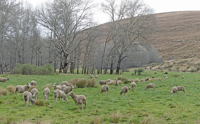 Harnessing the dual-purpose potential of Merino ewes