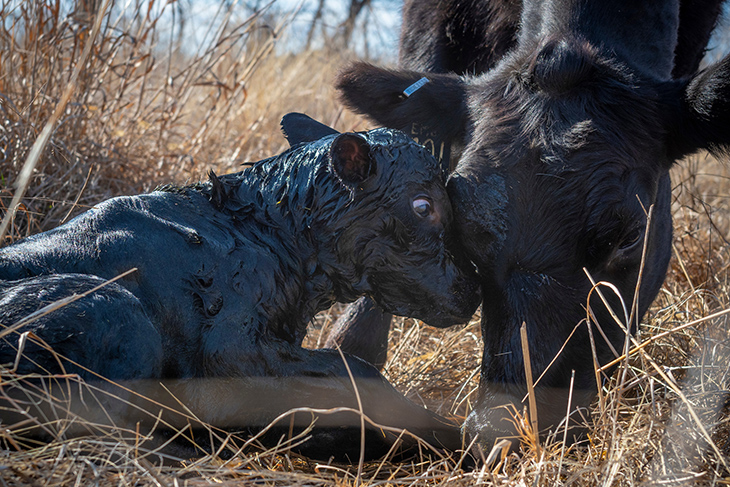 Have colostrum supplies on hand at start of calving season