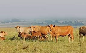 Heat stress for cattle may cost billions by century’s end, study finds