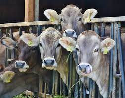 Heat stress in dairy cows damages health of calves