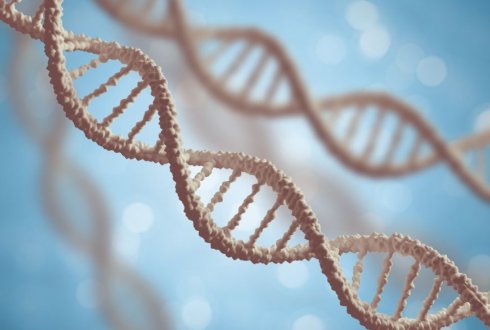 Height in humans is genetically similar to height in cattle