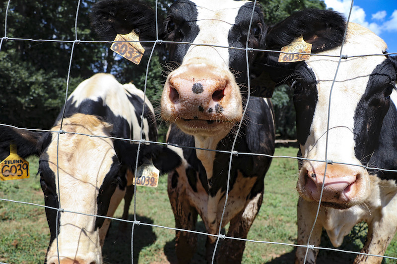 Helping dairy cattle deal with heat stress