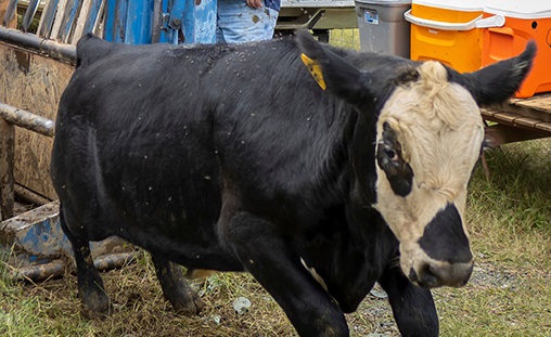 Herd health programs support healthy cattle markets