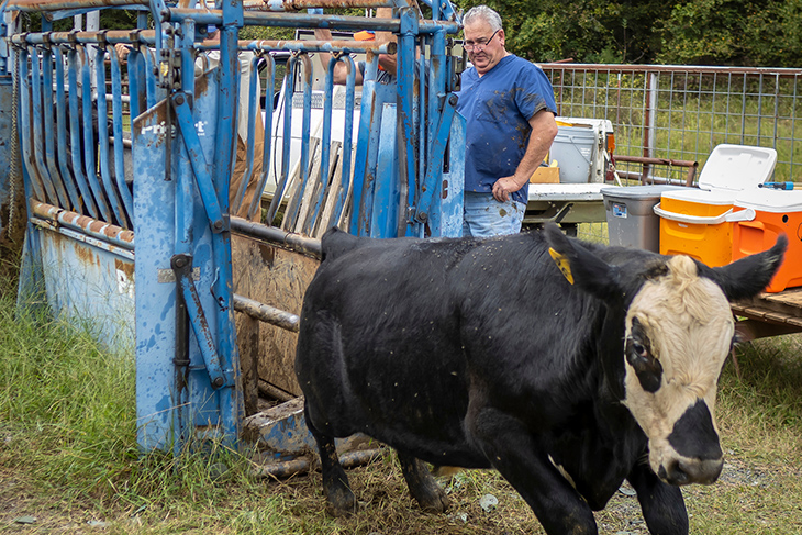 Herd health programs support healthy cattle markets