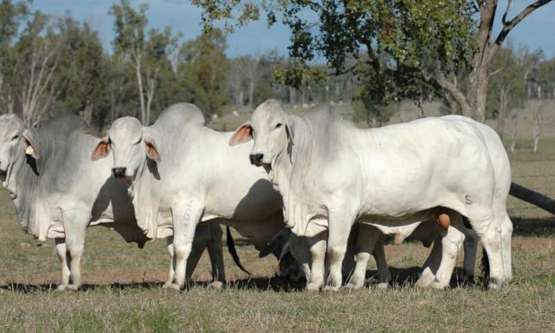 Herding-cattle, wild buffalo from space