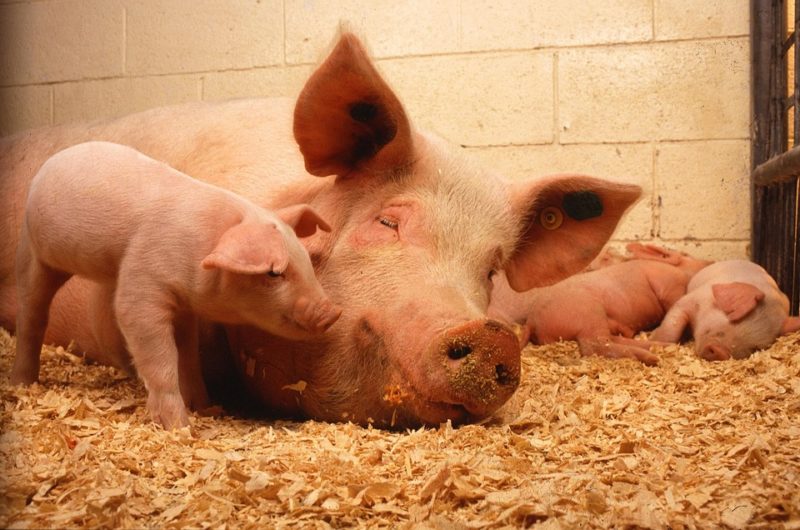 Highly antibiotic-resistant strain of MRSA that arose in pigs can jump to humans