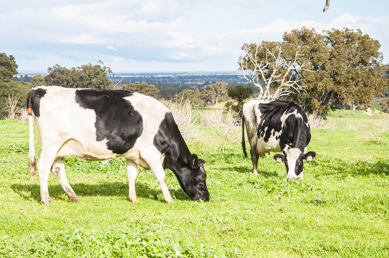 Horn fly resistance observed in organic Holstein cattle