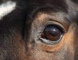 Horses blink less, twitch eyelids more when stressed
