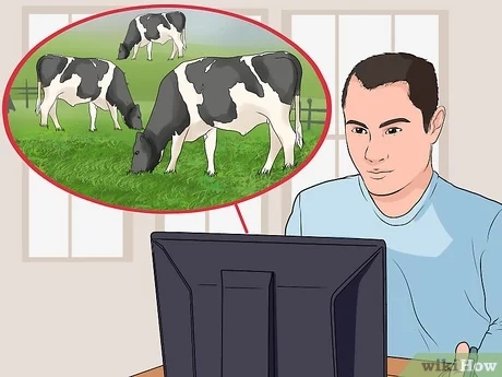 How Do I Get Started in Dairy Beef