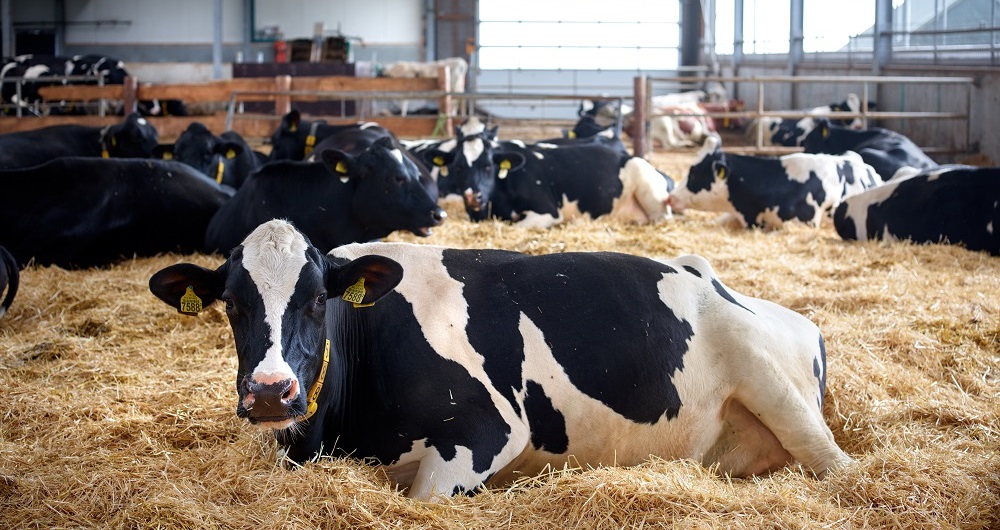 How do you measure emissions in an open barn