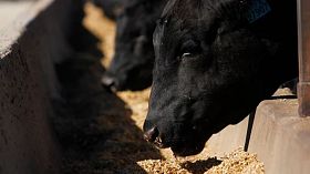 How liver disease is impacting feedlots’ bottom line