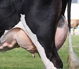 How much is mastitis costing your dairy farm