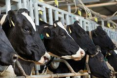 How overstocking affects dairy cow performance