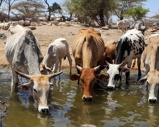 Hunger in the Horn East Africa needs rain