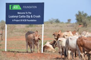 Identification System Set To Improve Value Of Livestock