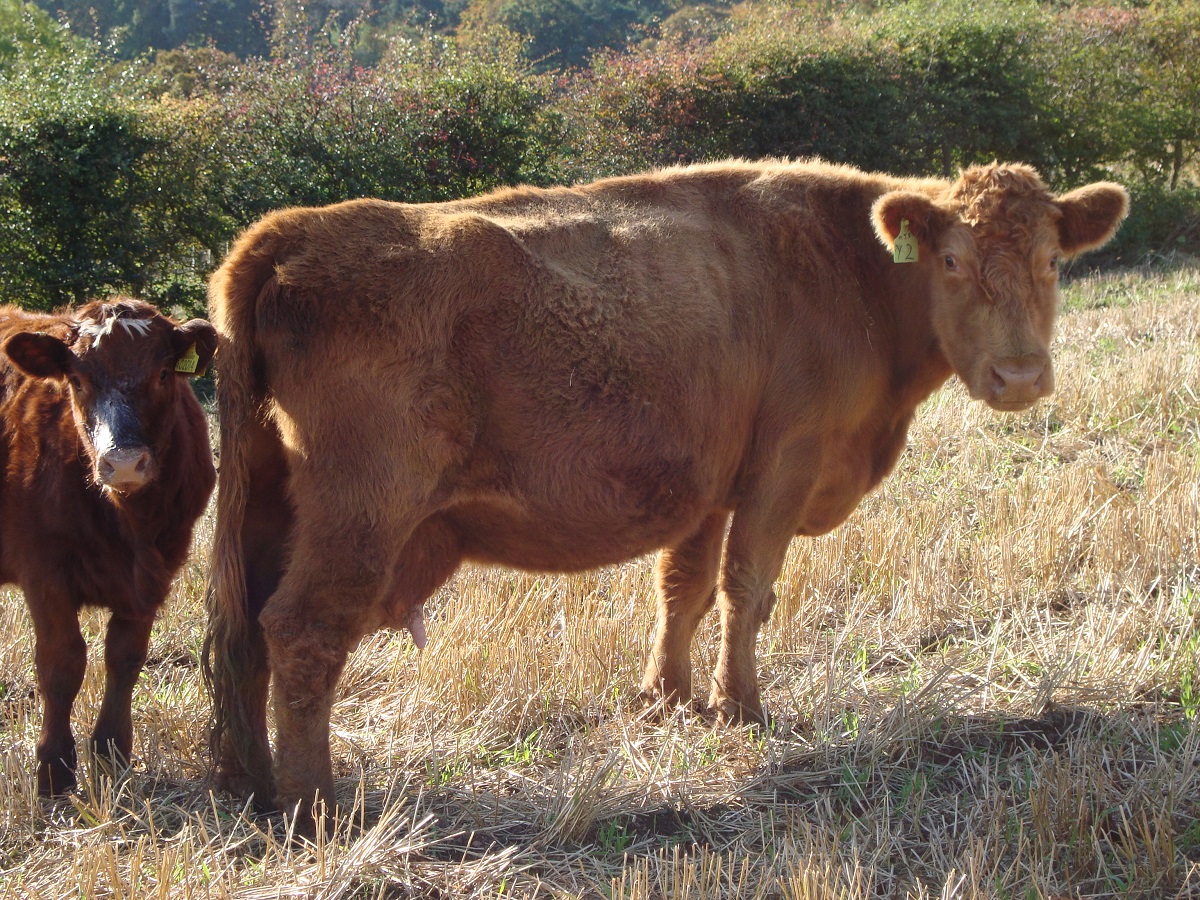 Importance of body condition scoring in suckler cows