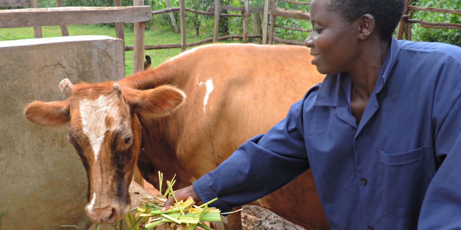 Improved forages empower smallholder women livestock keepers in Kenya and Ethiopia