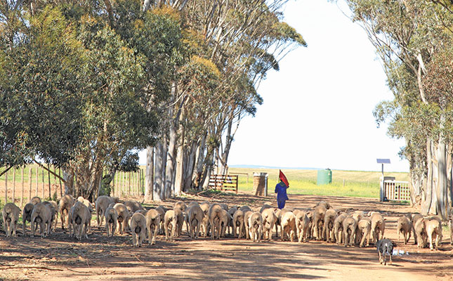 Intensive sheep farm achieves 180% per year weaning rate