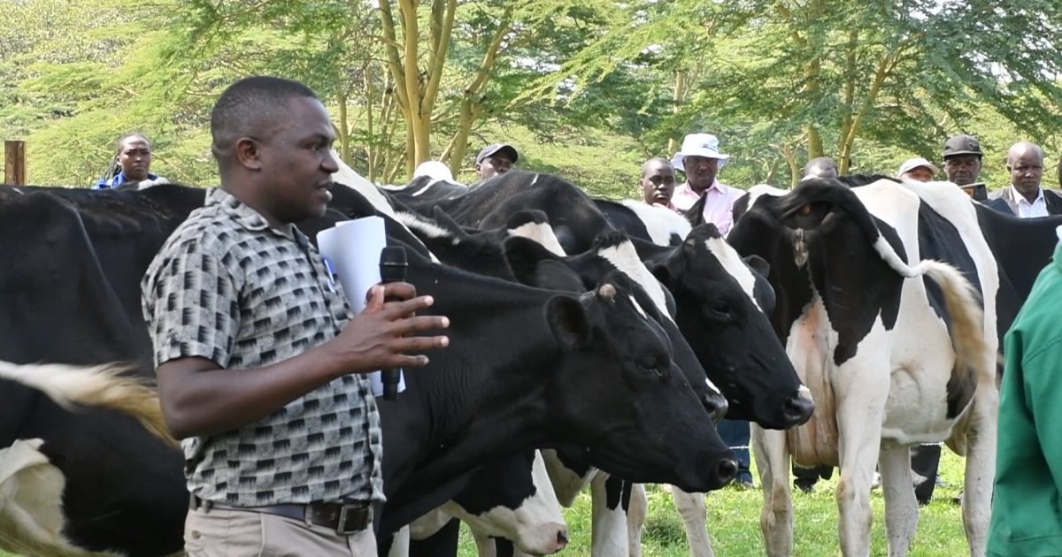 KALRO Introduces Improved Dairy Breeds