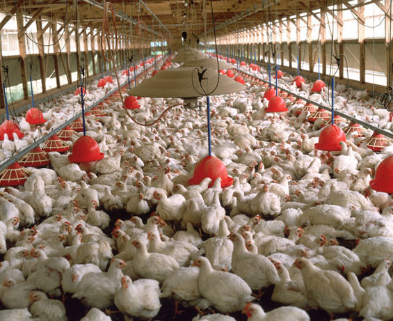 KENYA’S GOVERNMENT NEEDS TO INTERVENE IN THE LOCAL POULTRY INDUSTRY