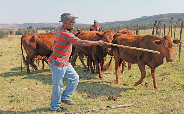Keep bulls fit and fertile advice from a Bonsmara breeder