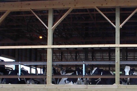 Keeping cows cool heat abatement on a budget