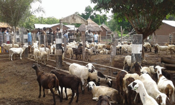Kenya Livestock Commercialization Project Launched In Trans-Nzoia