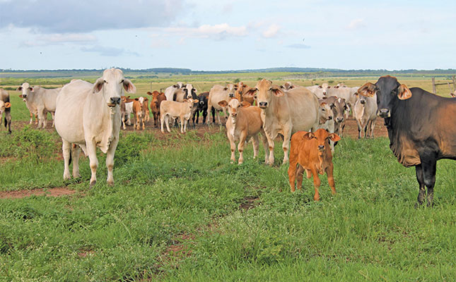 Know the basics Starting a commercial beef herd from scratch