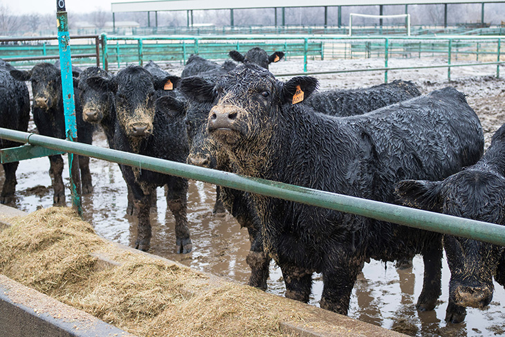 Know the signs of foot rot in livestock