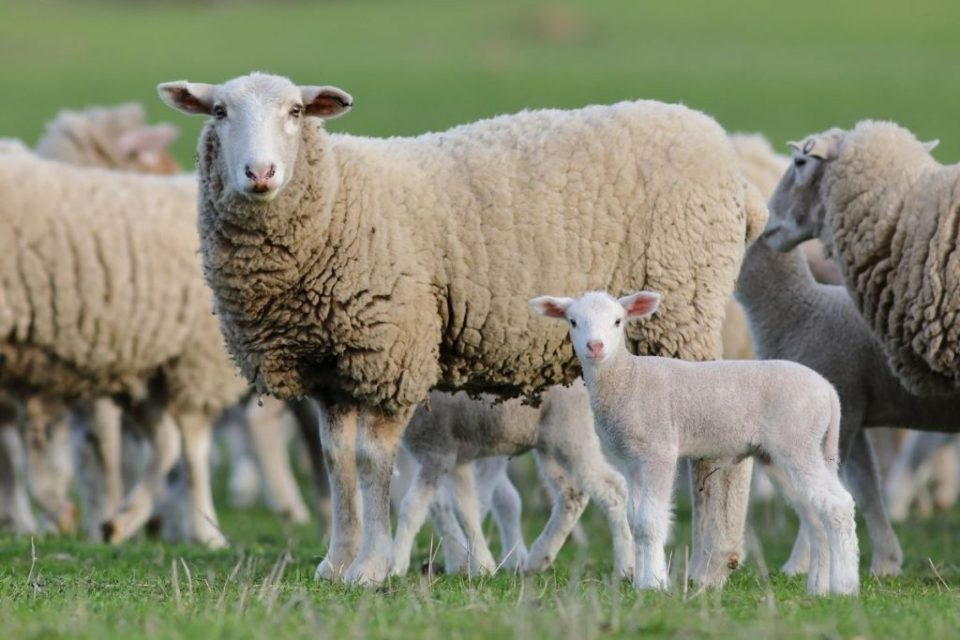 Lamb prices are rising in South Africa because of the wet weather conditions
