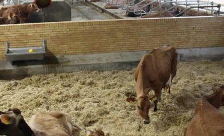 Lame cows recover better when housed in hospital pens