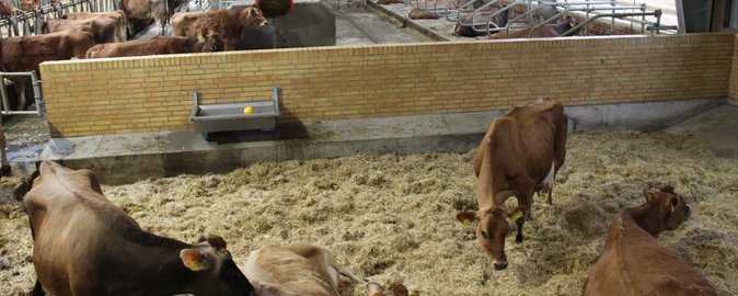 Lame cows recover better when housed in hospital pens